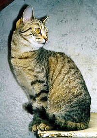 Martinka