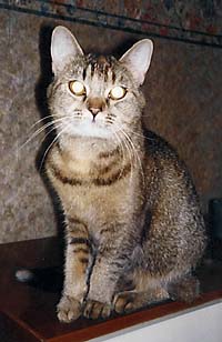 Misa