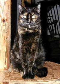 Malvina