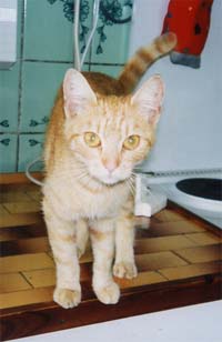 Zrzka z Melnika