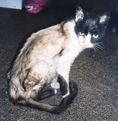 Zlatuska - kost s kuze