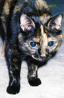 Fousinka