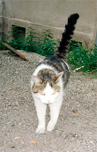 Kocka