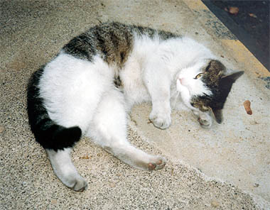 Kocka