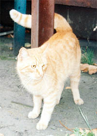 Zrzek