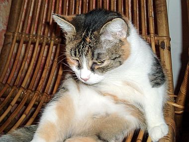 Mispule
